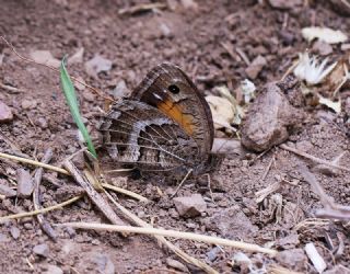 ran Pirireisi (Satyrus iranicus)