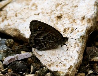 ran Pirireisi (Satyrus iranicus)