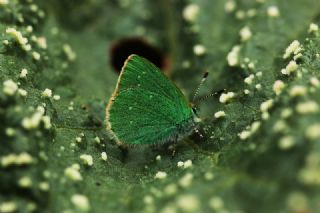 Ign Zmrt, Minikzmrt (Callophrys mystaphia)