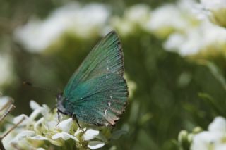 Kafkasya Zmrt (Callophrys chalybeitincta)