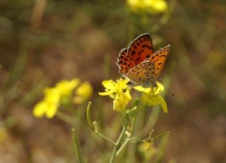 Alev Ategzeli (Lycaena kefersteinii)