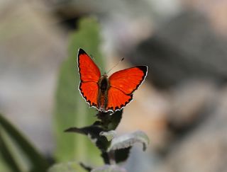 Da Atei (Lycaena thetis)