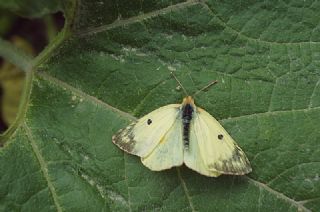 Gzel Azamet (Colias alfacariensis)