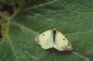 Gzel Azamet (Colias sareptensis)