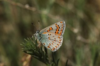 Romen Gelincii (Tomares nogelii dobrogensis)