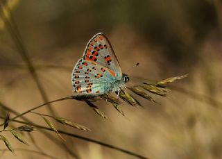 Romen Gelincii (Tomares nogelii dobrogensis)