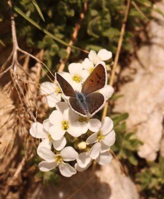 �ran Turan Mavisi&nbsp;(Turanana&nbsp;cytis)