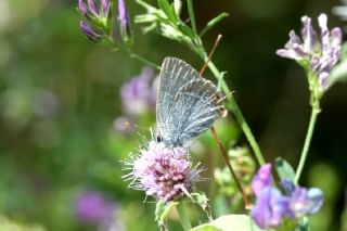 Mavi Sevbeni (Satyrium armenum)