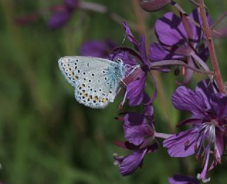 Balkan Esmergz (Plebejus sephirus)