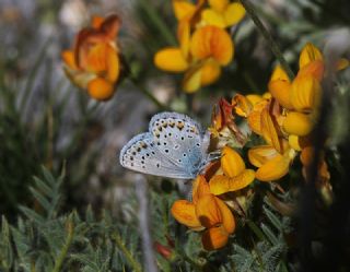 Balkan Esmergz (Plebejus sephirus)