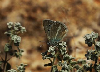 Lacivert Anadolu okgzls (Polyommatus actis )