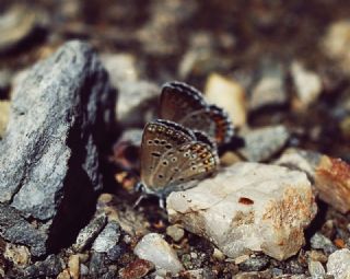 Acem okgzls (Polyommatus alcedo)