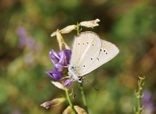 okgzl Lbnan Esmeri (Polyommatus alcestis)