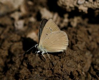 okgzl Anadolu Tyls (Polyommatus antidolus)