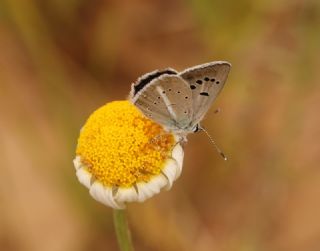 Artvin okgzls (Polyommatus artvinensis)