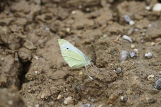 Kk Beyazmelek (Pieris rapae)