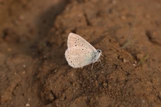 �okg�zl� Buzul Mavi&nbsp;(Polyommatus&nbsp;buzulmavi)
