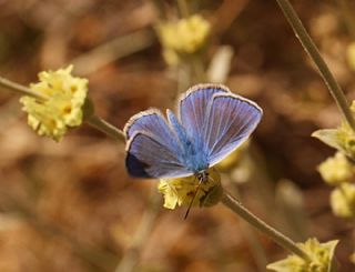 G�lek �okg�zl�s�&nbsp;(Polyommatus&nbsp;cilicius)