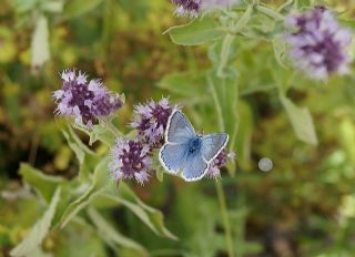 okgzl Yalanc illi Mavi (Polyommatus corydonius)