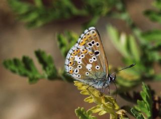 okgzl Anadolu Mavisi (Aricia crassipunctus)