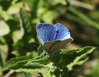 Mezopotamya okgzls (Polyommatus dama)