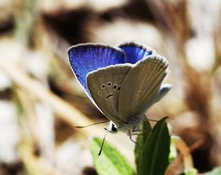 Mezopotamya okgzls (Polyommatus dama)