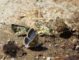 okgzl Damon Mavisi (Polyommatus damon)