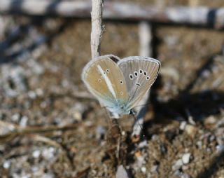 okgzl Damon Mavisi (Polyommatus damon)