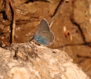 �okg�zl� Rus Mavisi&nbsp;(Polyommatus&nbsp;coelestina)
