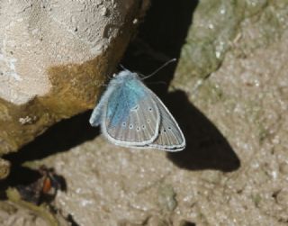 okgzl Diana Mavisi (Polyommatus diana)