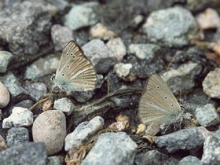 Erivan Anormal okgzls (Polyommatus eriwanensis)