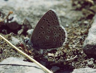 �okg�zl� Kafkasya Erosu&nbsp;(Polyommatus&nbsp;erotulus)
