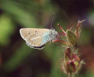 okgzl Geranium Mavisi (Polyommatus eumedon)