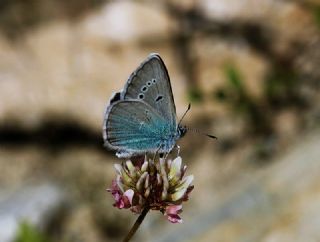 okgzl Fatma Mavisi (Polyommatus fatima)