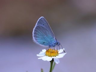 okgzl Fatma Mavisi (Polyommatus fatima)