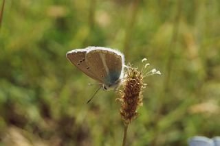 Yalanc Lacivert Anadolu okgzls (Polyommatus pseudactis)