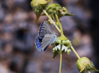 Anadolu Gzel Mavisi, Taskent Blue (Polyommatus guezelmavi)