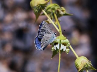 Anadolu Gzel Mavisi (Polyommatus guezelmavi)