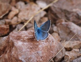 okgzl figenya (Polyommatus iphigenia)