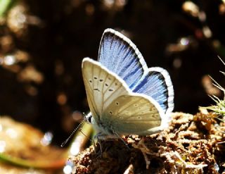 okgzl Toros Mavisi (Aricia isauricus)