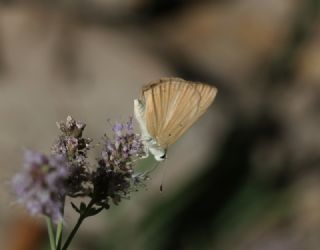 okgzl Van Esmeri (Polyommatus kurdistanicus)