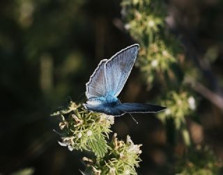 okgzl Carbonell Mavisi (Polyommatus lycius)