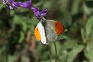 Turuncu Ssl (Anthocharis cardamines)