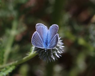 okgzl Hayal Mavisi (Polyommatus pierceae)