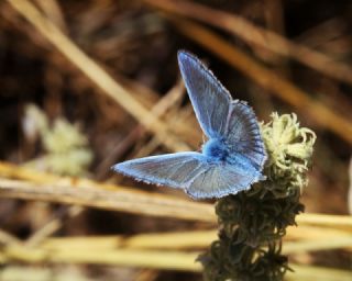 okgzl Poseydon Mavisi (Polyommatus poseidon)