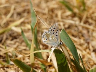 Pirene okgzls (Polyommatus pyrenaicus)