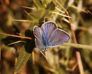 �okg�zl� Kunchuy Mavisi&nbsp;(Polyommatus&nbsp;schuriani)