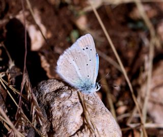 Sertavul okgzls (Polyommatus sertavulensis)