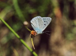 okgzl Trk Mavisi (Polyommatus turcicus)