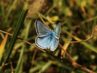 okgzl Ar Mavisi (Polyommatus vanensis)